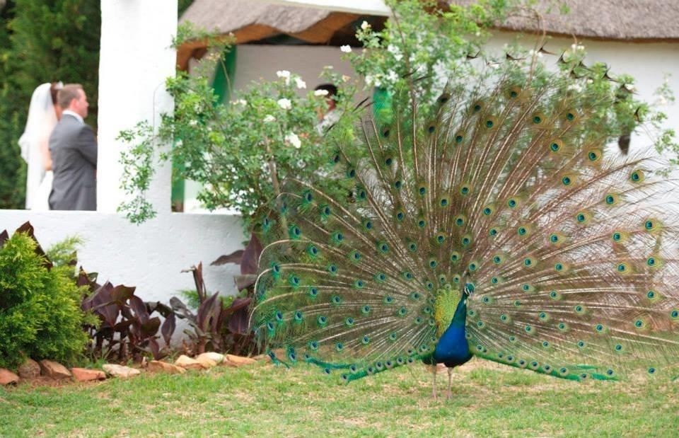 Warembo Lodge Grootvlei Exterior foto